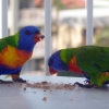 parrot friends