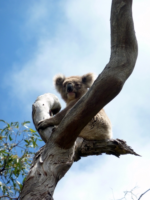 koala-sunset-behind