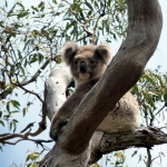 koala-awake