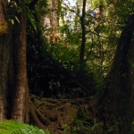 rainforest-ferns