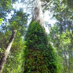 tall-rainforest-tree