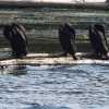 cormorants-rest-guilin-river-li