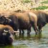 water-buffalo-guilin-river-li