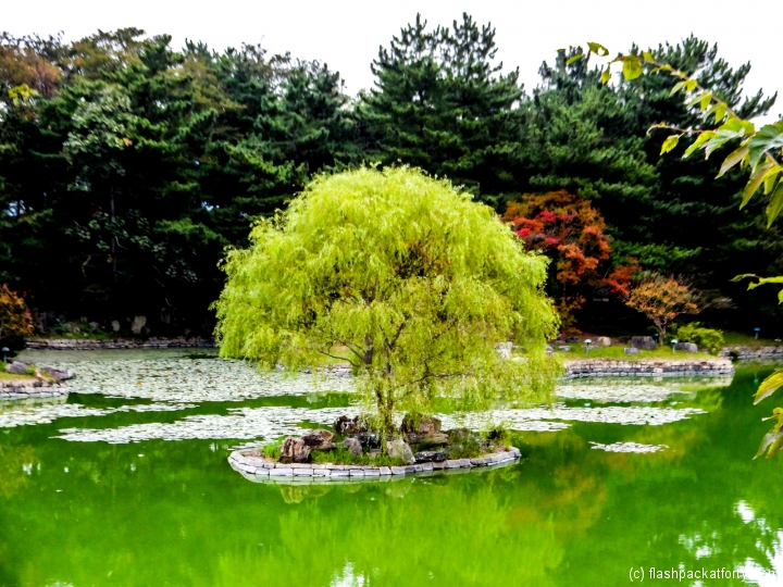 tree-on-anapji-pond