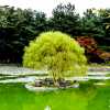 tree-on-anapji-pond