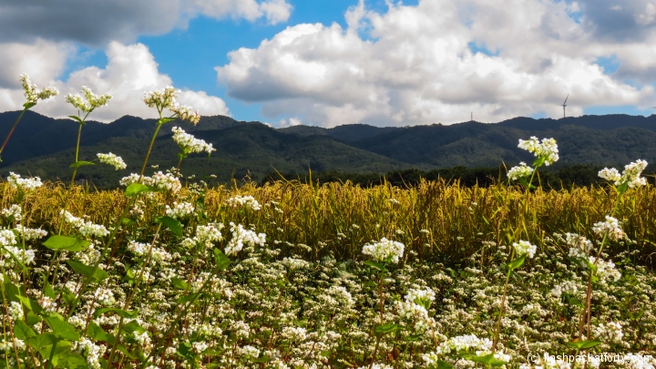 wild-flower-mountain-scene-gyeongju
