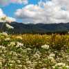 wild-flower-mountain-scene-gyeongju