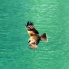 sea eagle halong bay