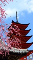 Miyajima five storey pagoda