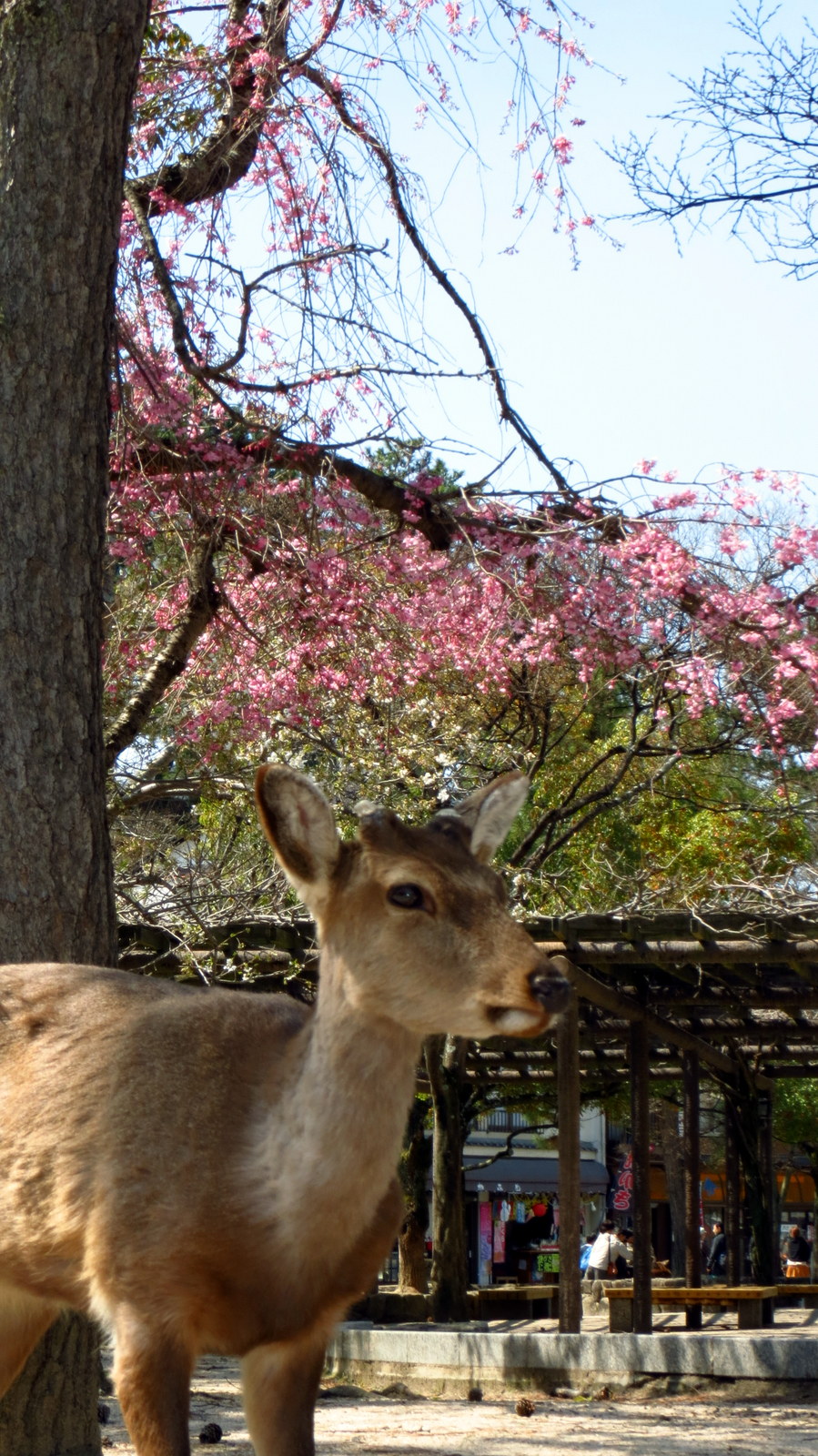 Deer Miyajima