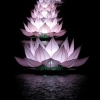 Lotus flower lanterns hue