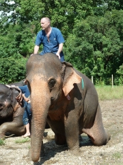 atop-elephant