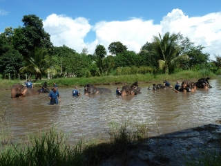 elephants-bathing