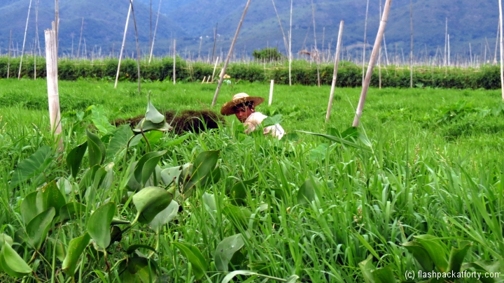inle-lake-tomato-field