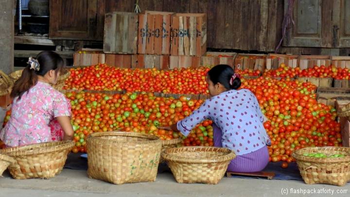 tomato-sorting-inle-lake