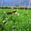 inle-lake-tomato-field