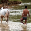 inn-thein-cow-washing