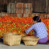 tomato-sorting-inle-lake