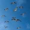 seagulls-following-anadolu-kavagi-ferry