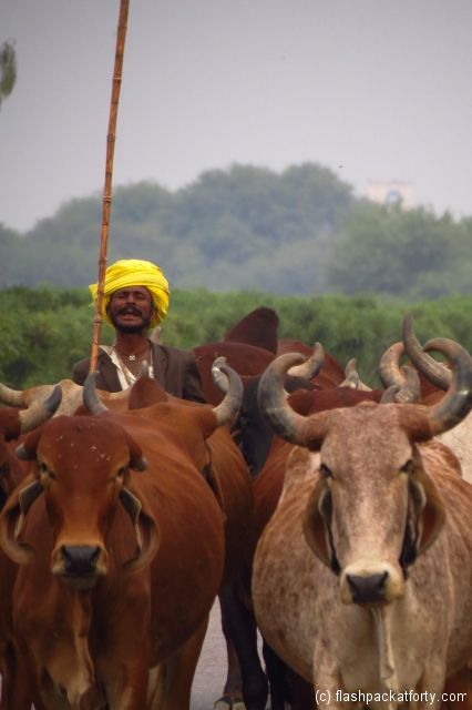 cow-herder-rajasthan