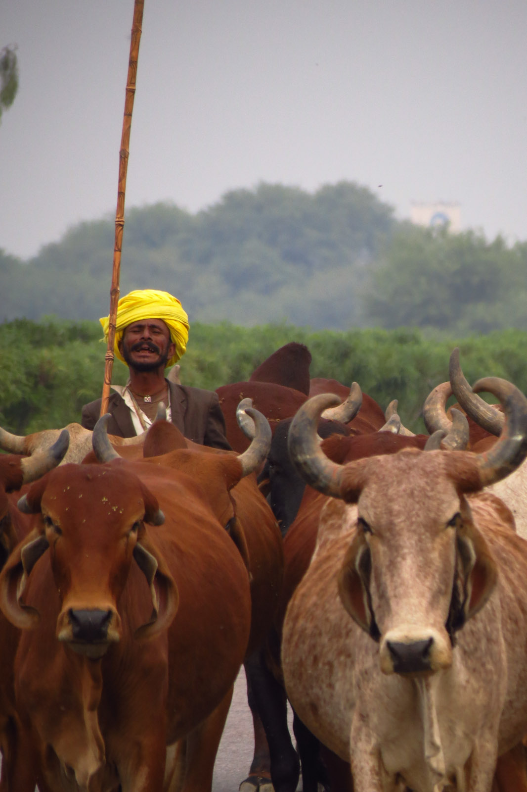 cow-herder-rajasthan