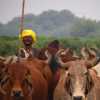 cow-herder-rajasthan