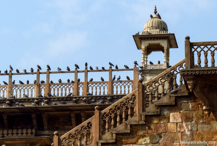 pigeons-at-albert-museum-jaipur