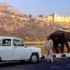 amber-palace-and-our-ambassador-car
