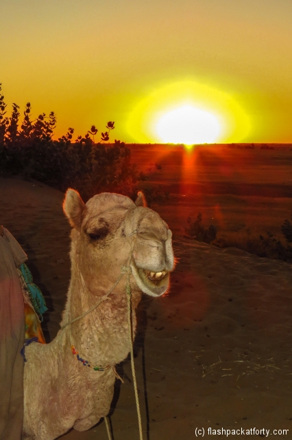 camel-and-sunset-jaisalmer-desert