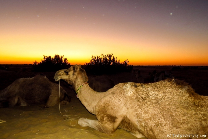 dusk-with-camel-in-jaisalmer-desert-india