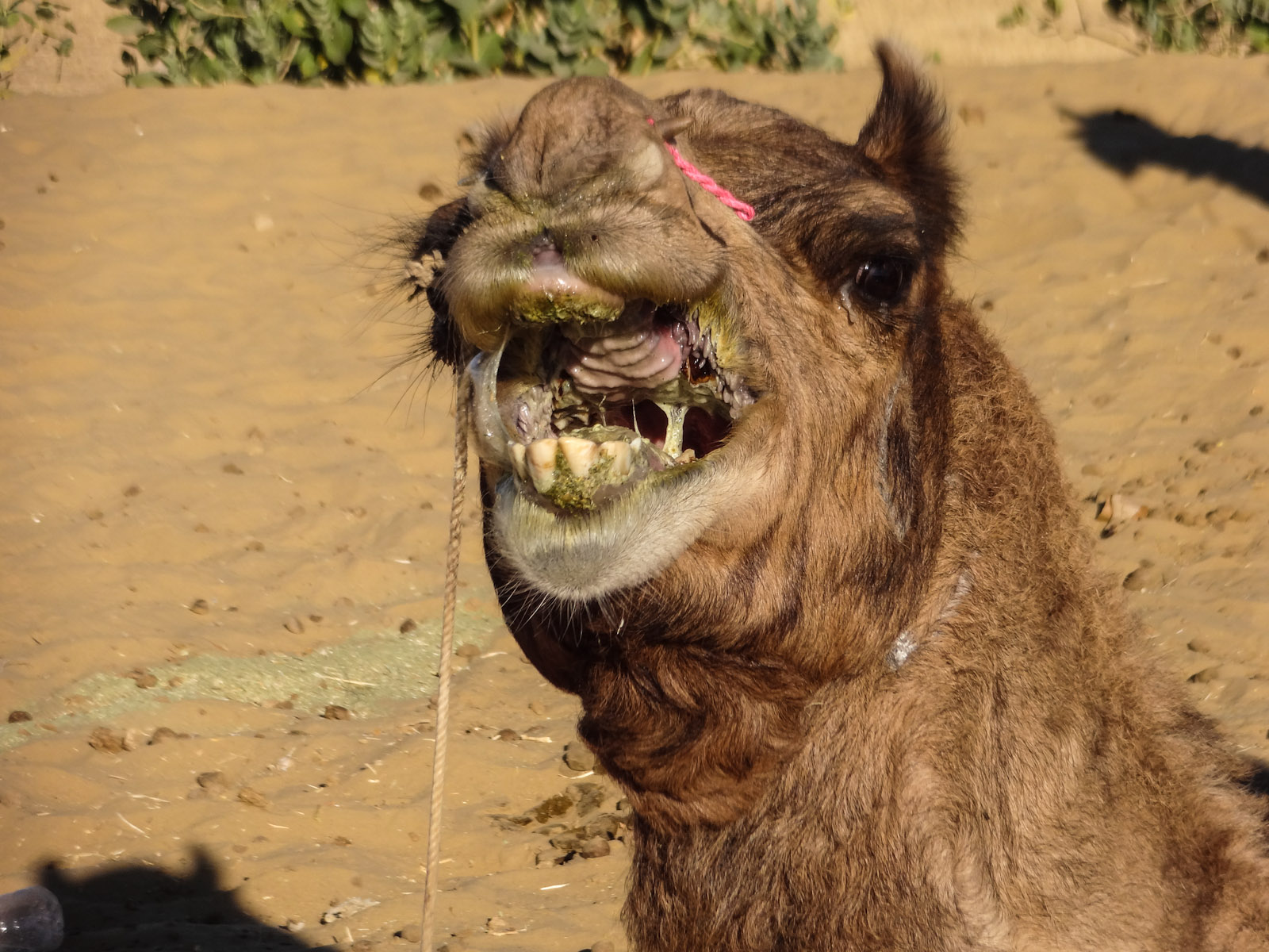 camel-spit-production-jaisalmer