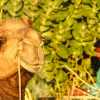 camel-and-camel-driver-portrait-jaisalmer-india