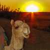 camel-and-sunset-jaisalmer-desert
