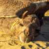 camel-sleeps-jaisalmer-desert