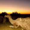 dusk-with-camel-in-jaisalmer-desert-india