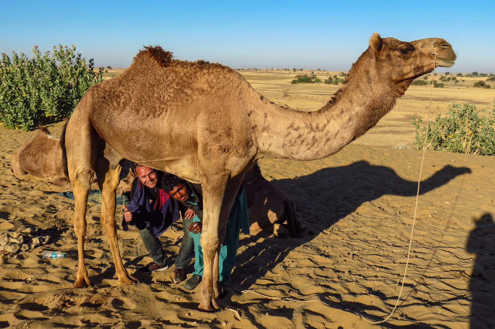 under-a-camel-on-desert-safari-jaisalmer