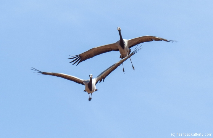 migrating-birds-in-flight-jaisalmer