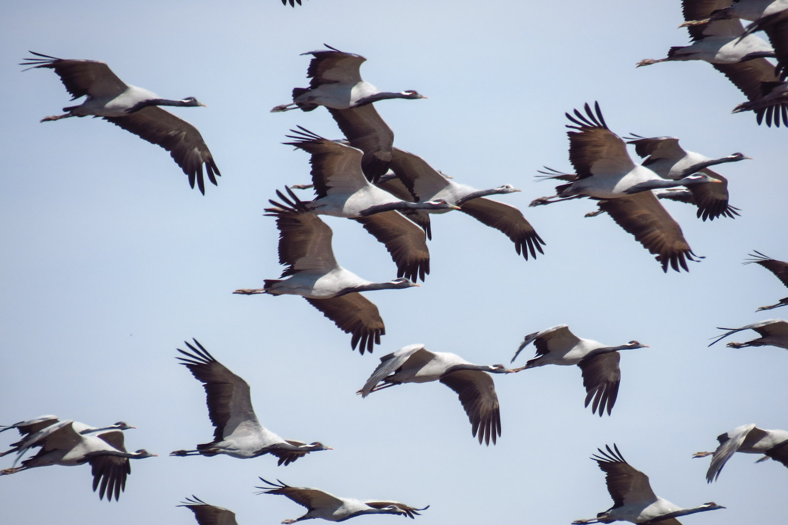 migrating-birds-jaisalmer-india