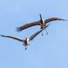 migrating-birds-in-flight-jaisalmer