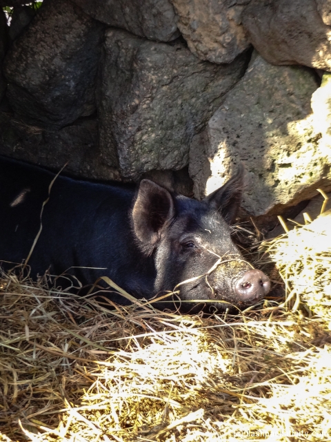 jeju-black-pig-korea