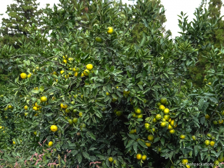 jeju-tangerines