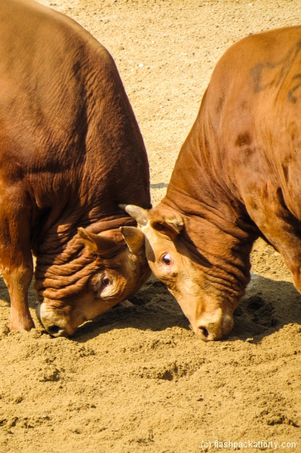head-to-head-jinju-bulllring