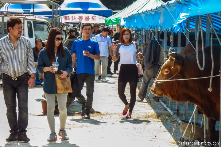 jinju-bulllring-appraising-the-bulls