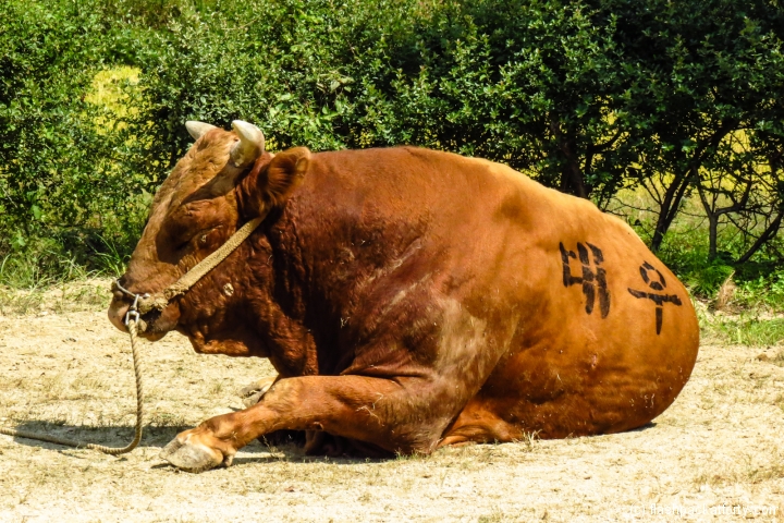 jinju-bulllring-bull-rests-before-match