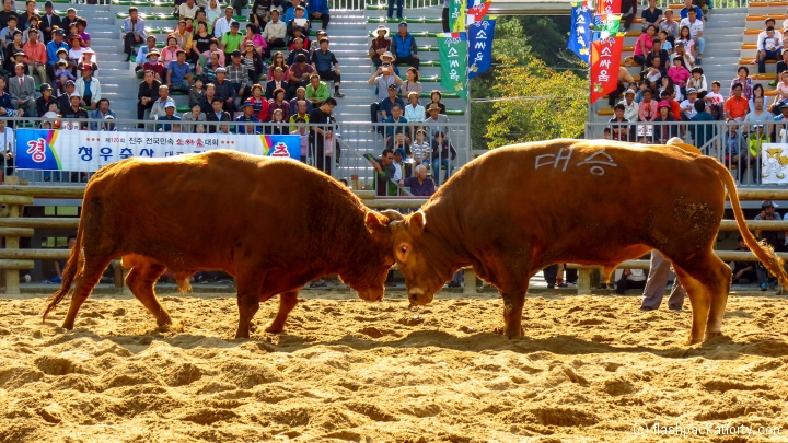 jinju-bulllring-bulls-stand-off