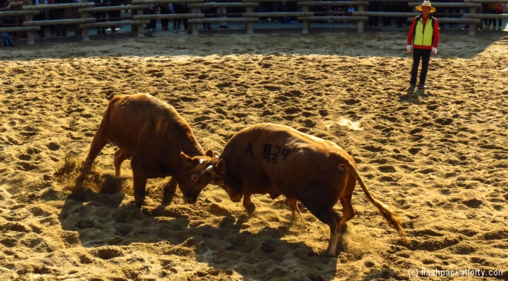 jinju-bulllring-match-in-progress-2012