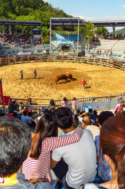 love-at-jinju-bulllring