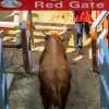 bull-making-entrance-jinju-bulllring-2012