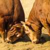 head-to-head-jinju-bulllring