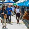 jinju-bulllring-appraising-the-bulls